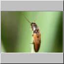 Dalopius marginatus - Geraendeter Schnellkaefer 01b 6-7mm.jpg